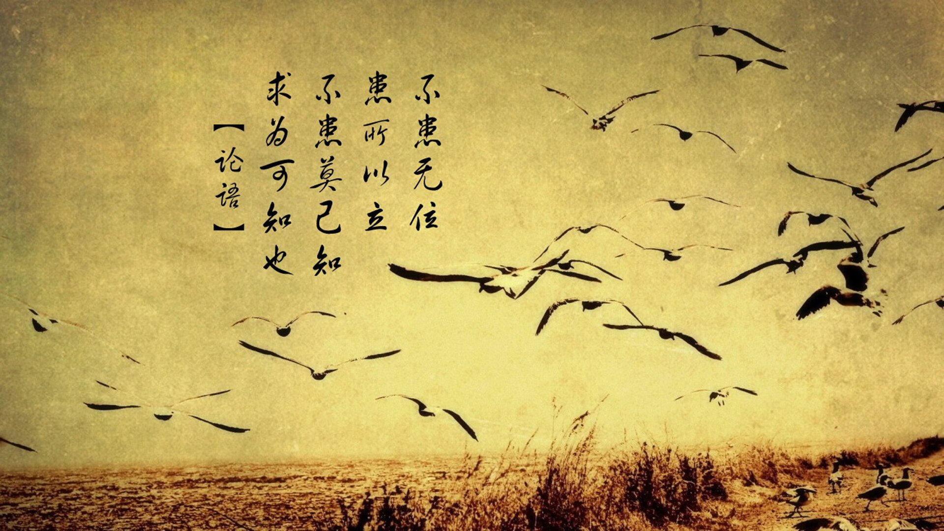 佛罗伦萨绝境突围，布鲁诺一锤定音，皇家社会梦碎淘汰赛